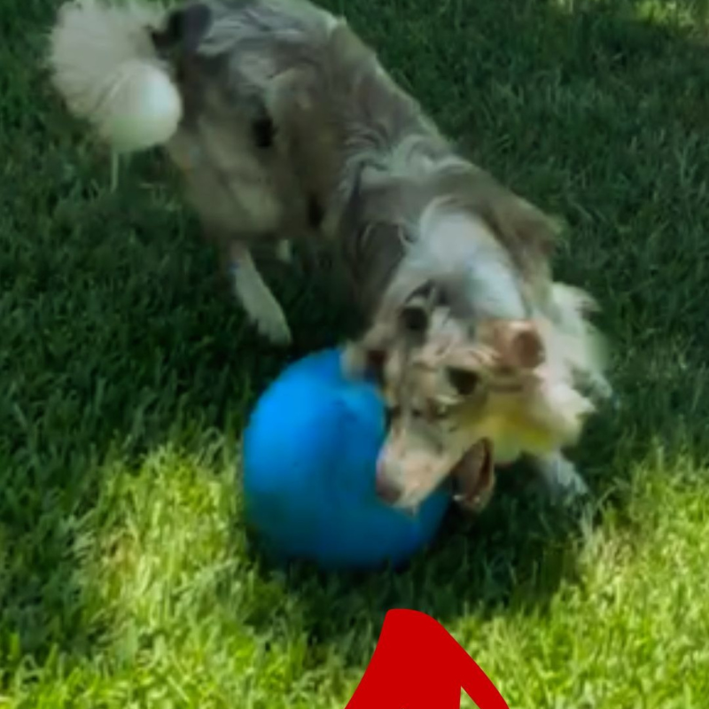 Indestructible Dog Ball 10-Inch