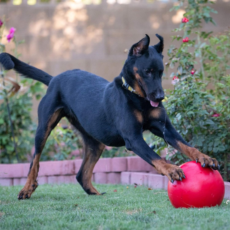 Indestructible Dog Ball 10-Inch