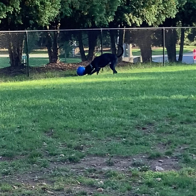 Indestructible Dog Ball 10-Inch